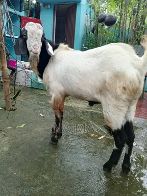 পাঠা ছাগল বিক্রি করবো