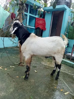 পাঠা ছাগল বিক্রি করবো
