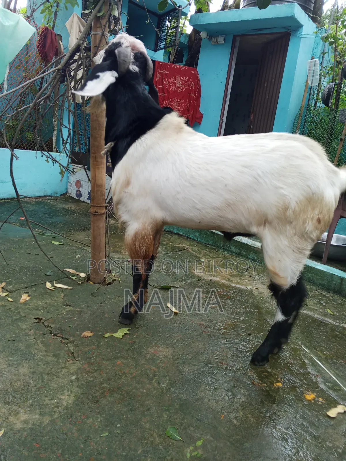 পাঠা ছাগল বিক্রি করবো