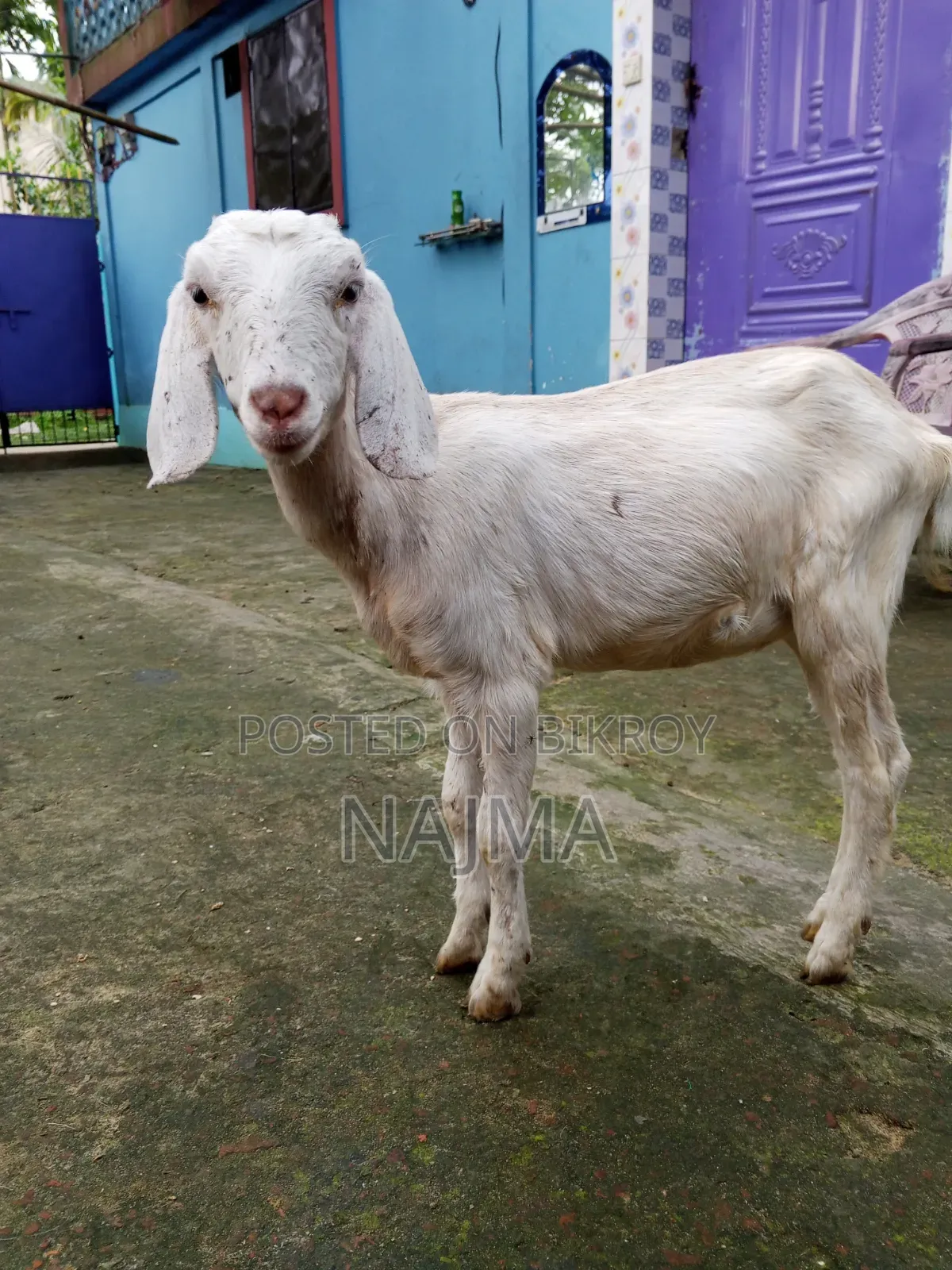 Deshi Cow Goat Will Be Sold