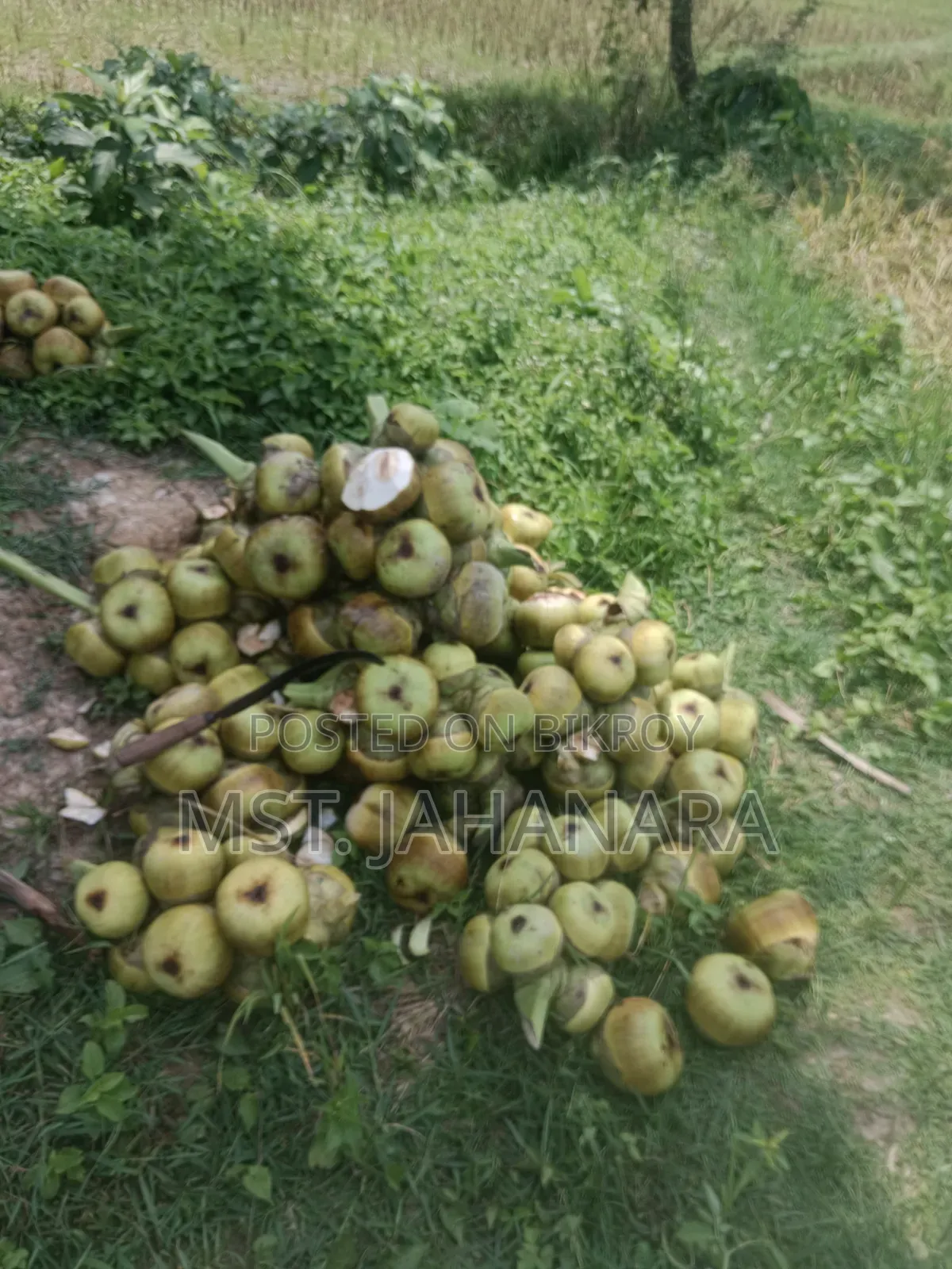 ১০০% সেল শুধুমাত্র