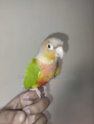 পাইনঅ্যাপল কনুর