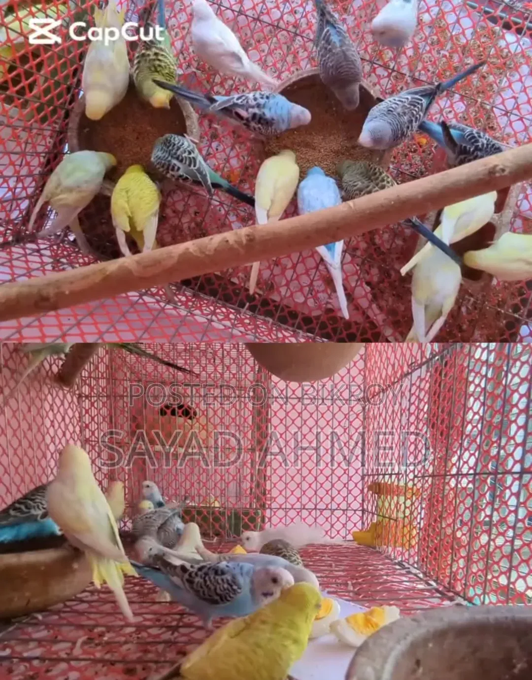 Budgerigar Birds (24 pieces)