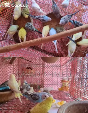 Budgerigar Birds (24 pieces)