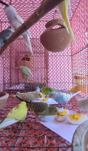 Budgerigar Birds (24 pieces)