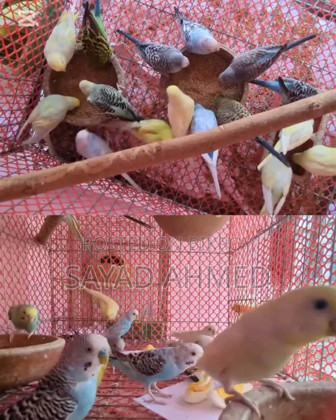 Budgerigar Birds (24 pieces)
