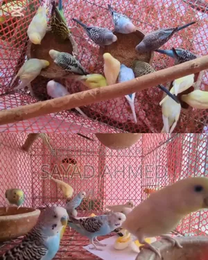 Budgerigar Birds (24 pieces)