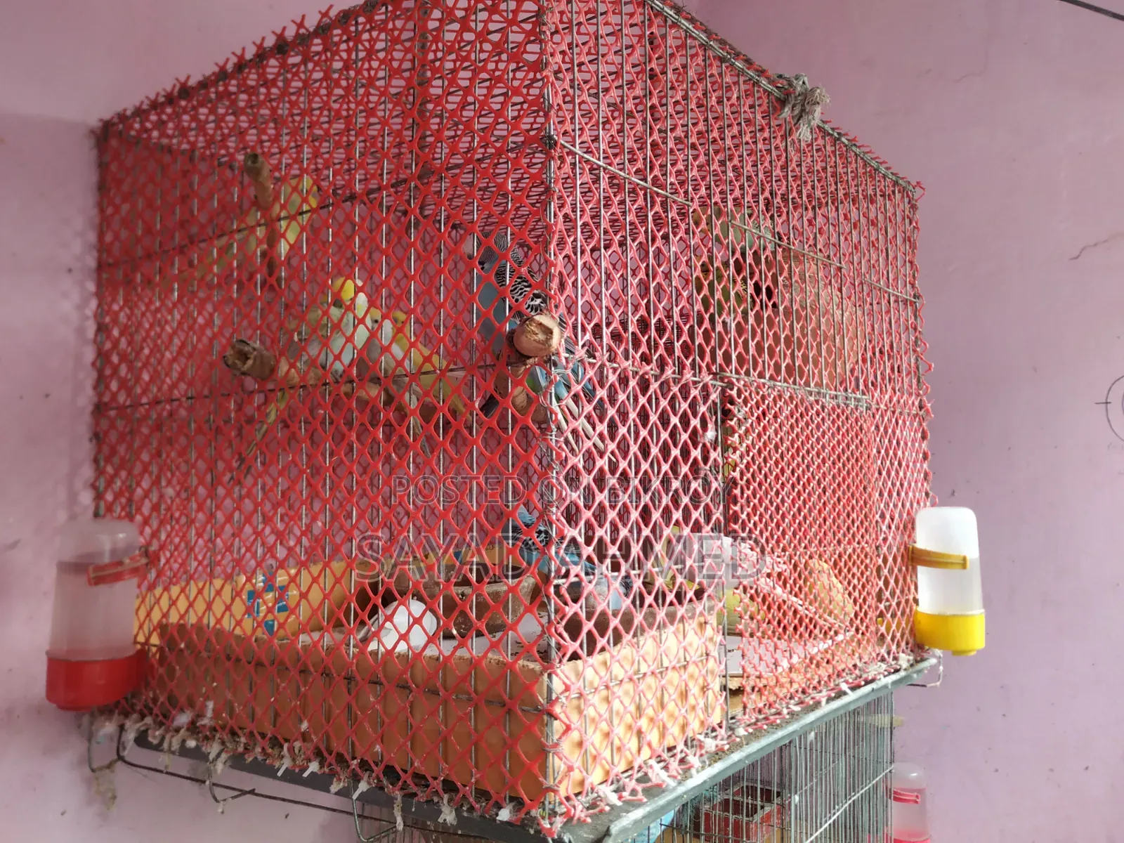 Budgerigar Birds (24 pieces)