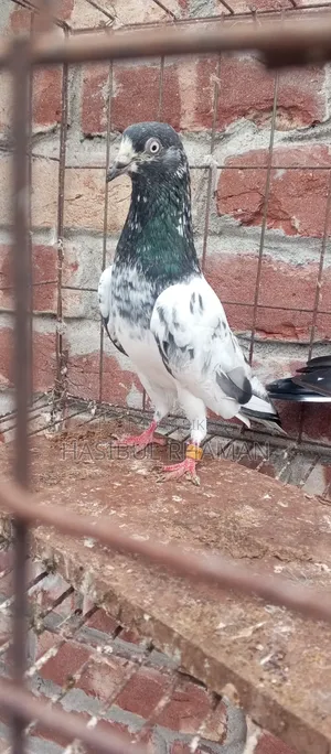 Teddy Pigeon