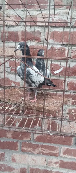 Teddy Pigeon