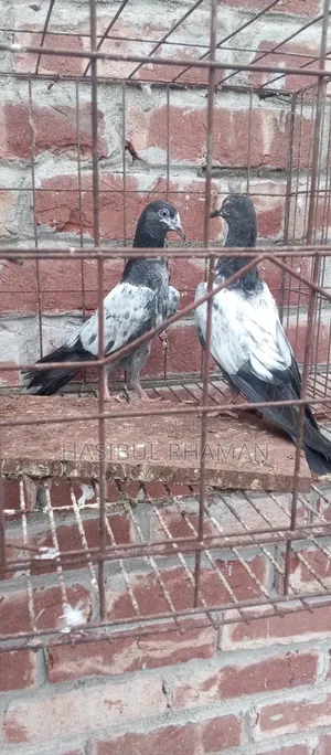 Teddy Pigeon