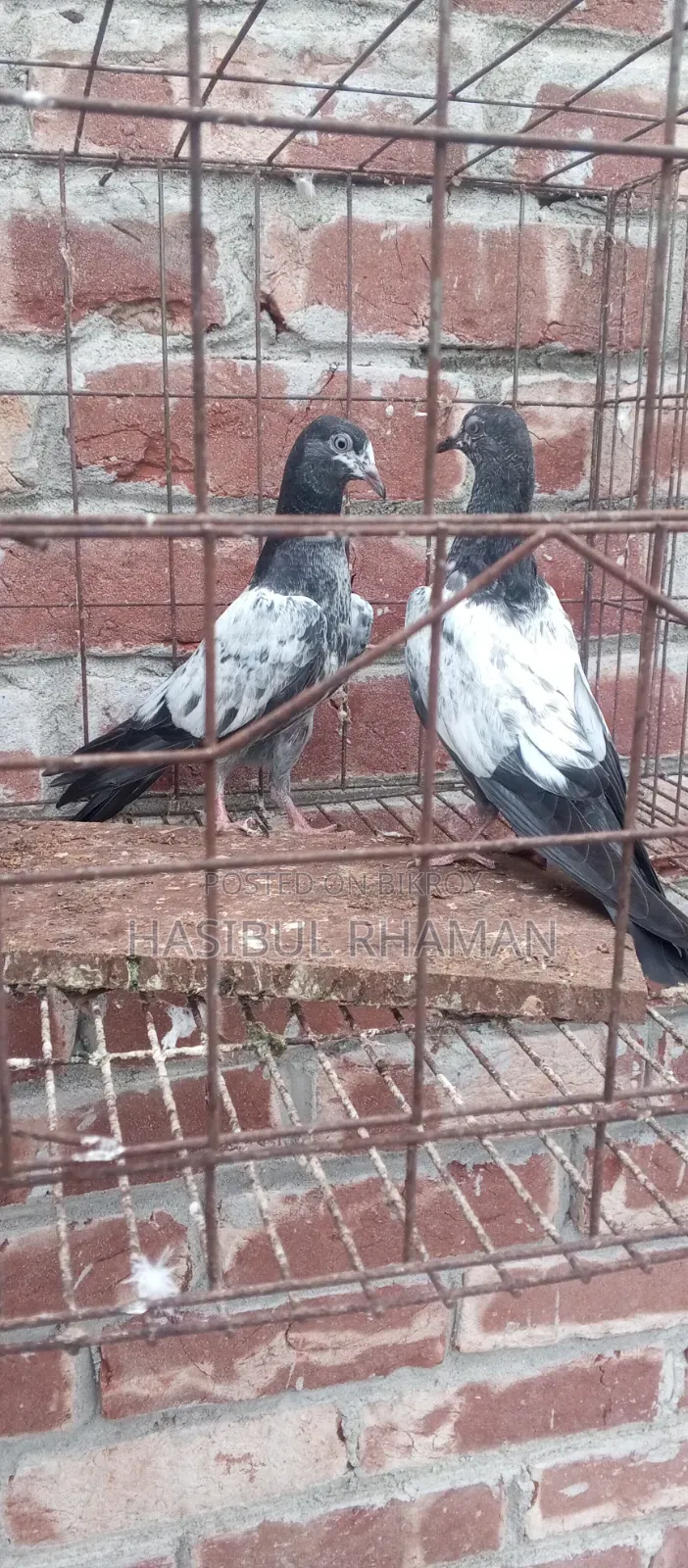 Teddy Pigeon