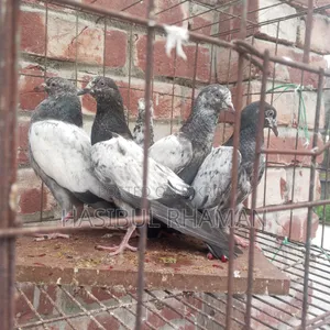 Teddy Pigeon