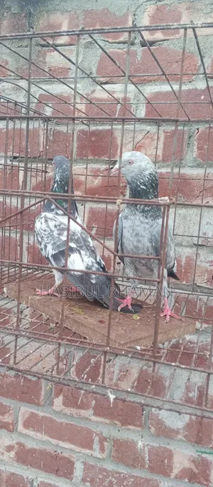 Teddy Pigeon