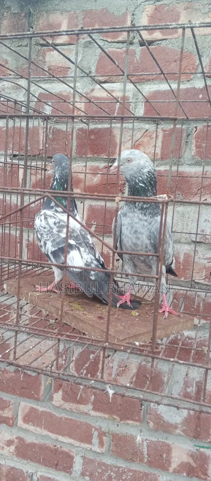 Teddy Pigeon