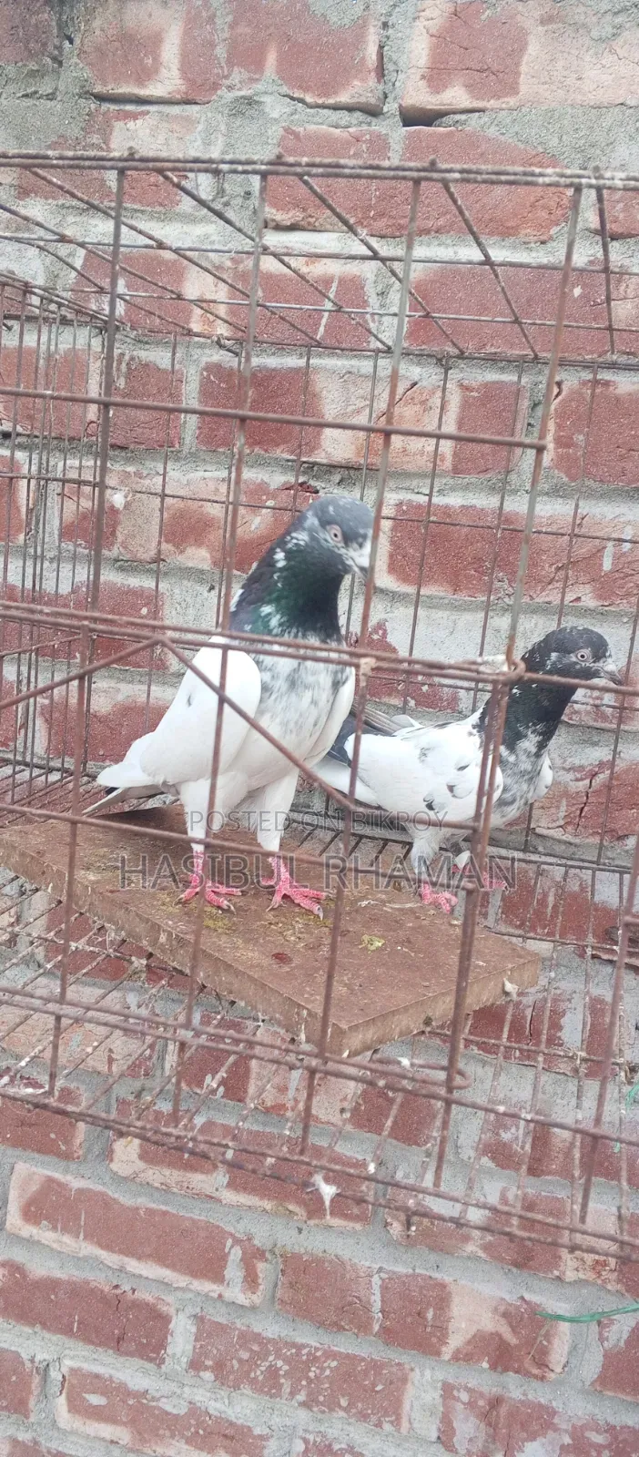 Teddy Pigeon