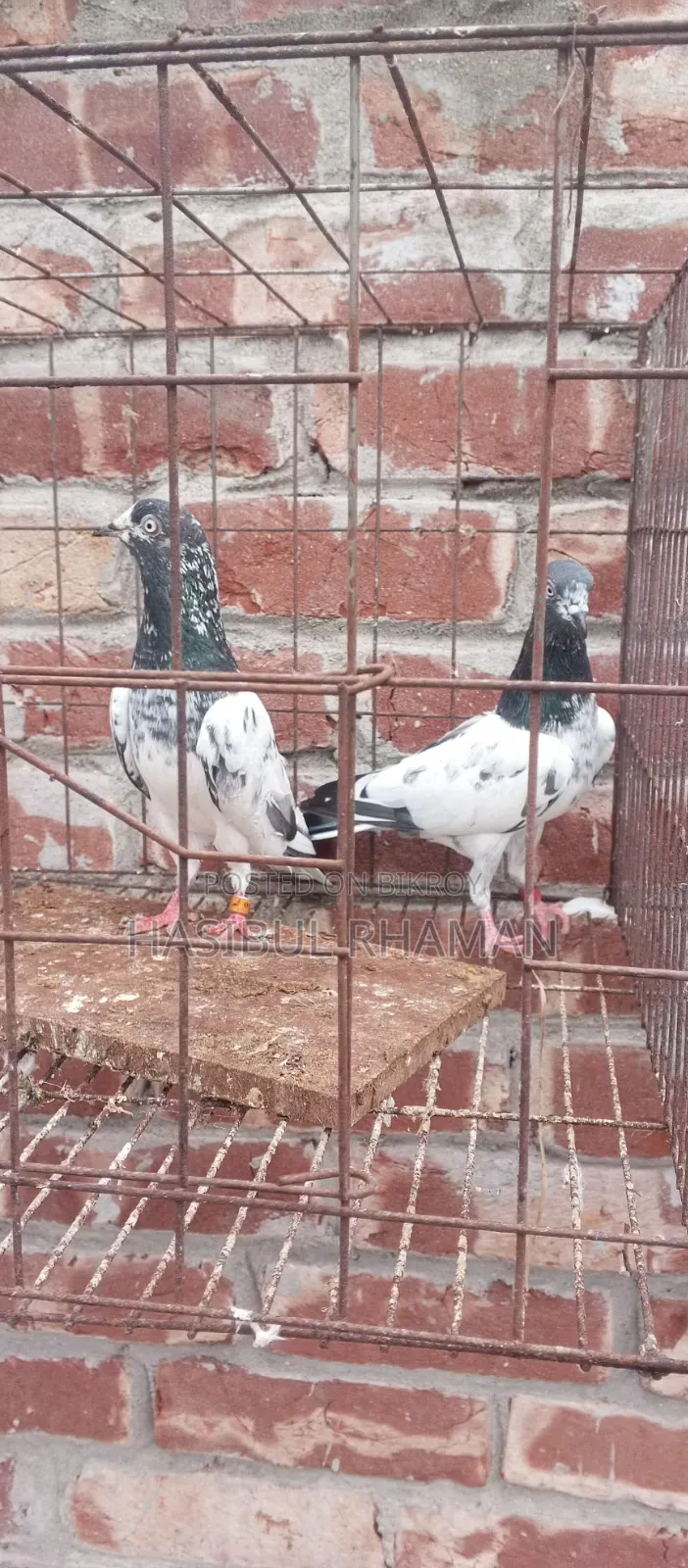 Teddy Pigeon