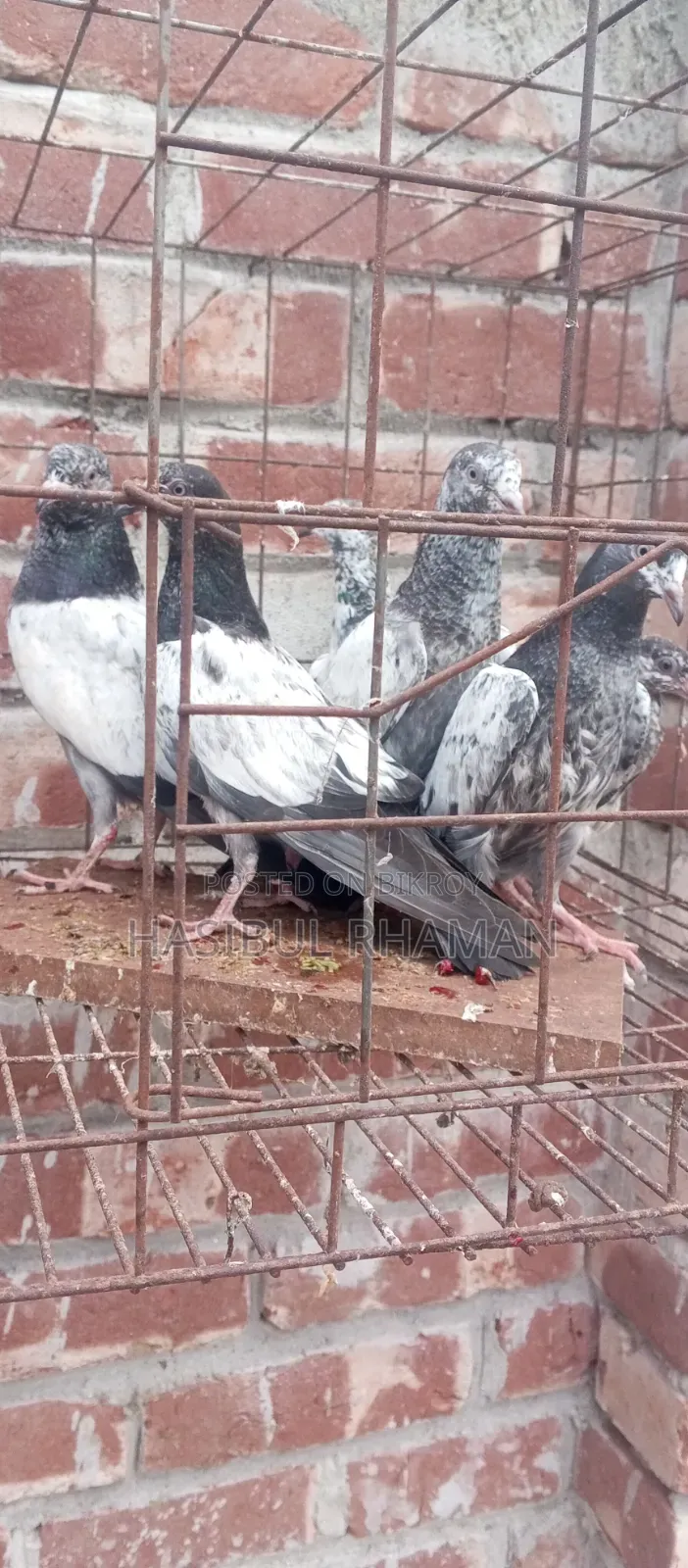 Teddy Pigeon