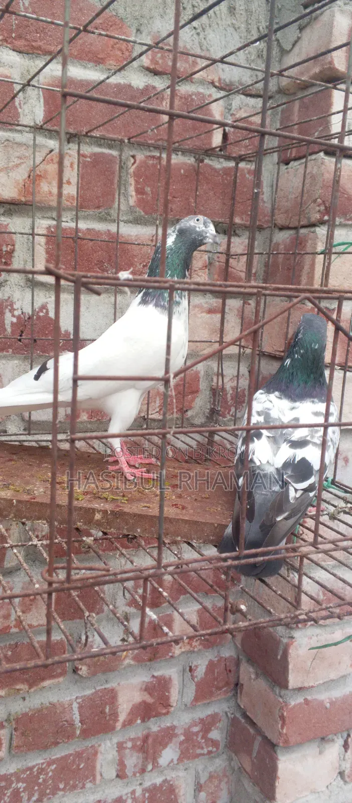 Teddy Pigeon