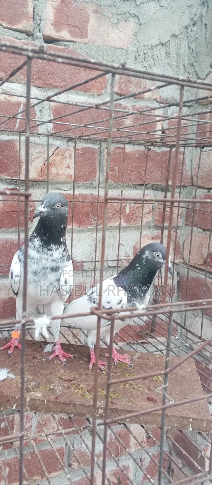 Teddy Pigeon