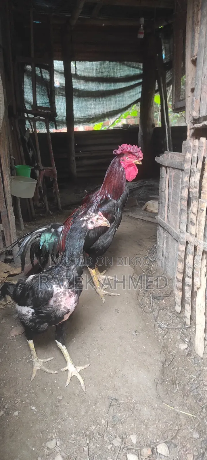 আছিল জোড়া