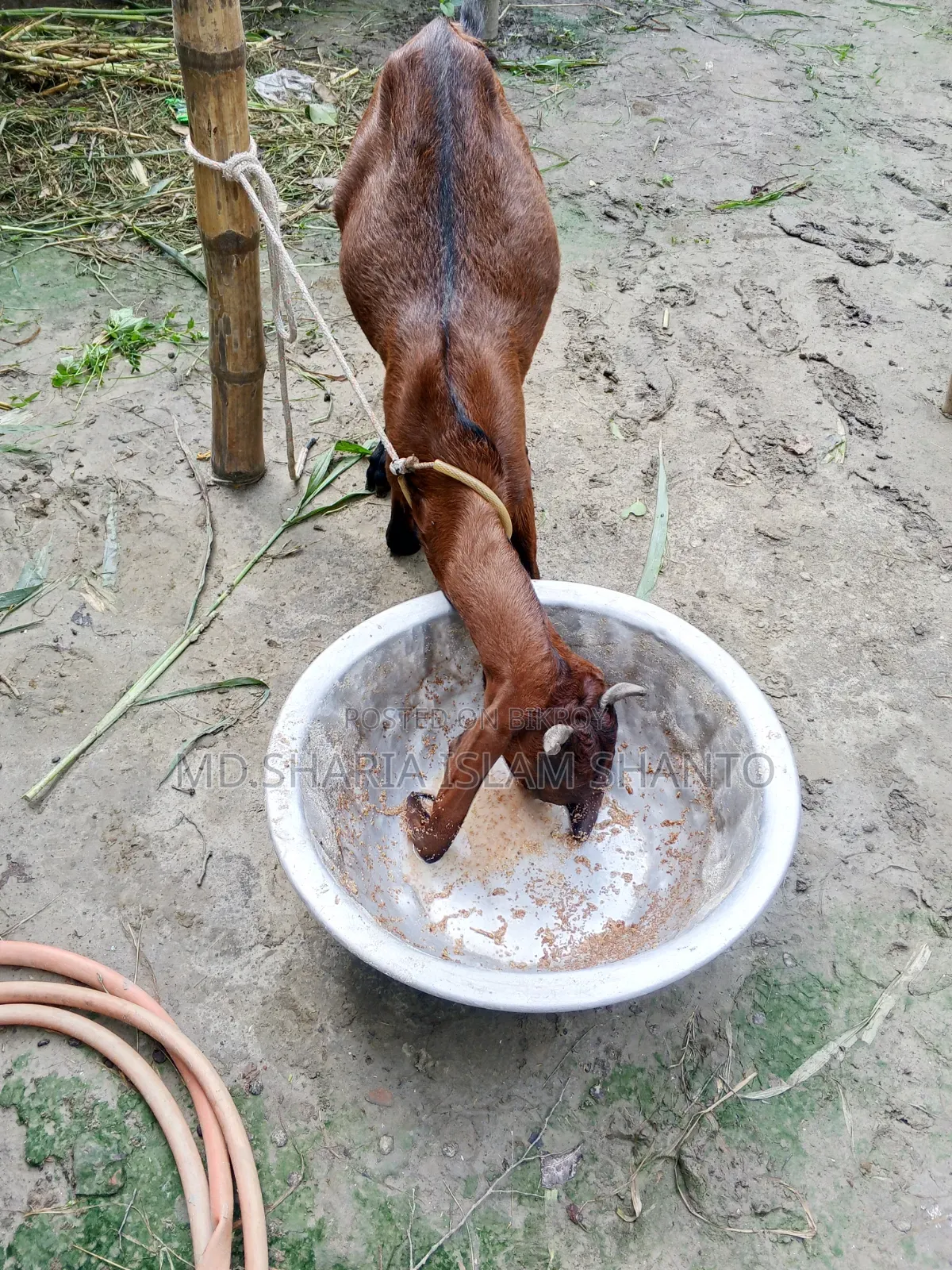 রাম মেয়ে ছাগল বিক্রয়