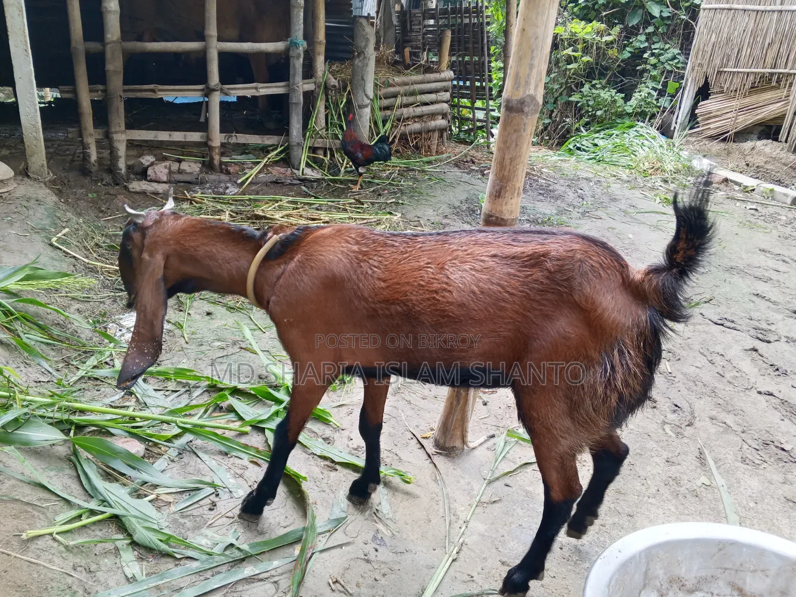 রাম মেয়ে ছাগল বিক্রয়