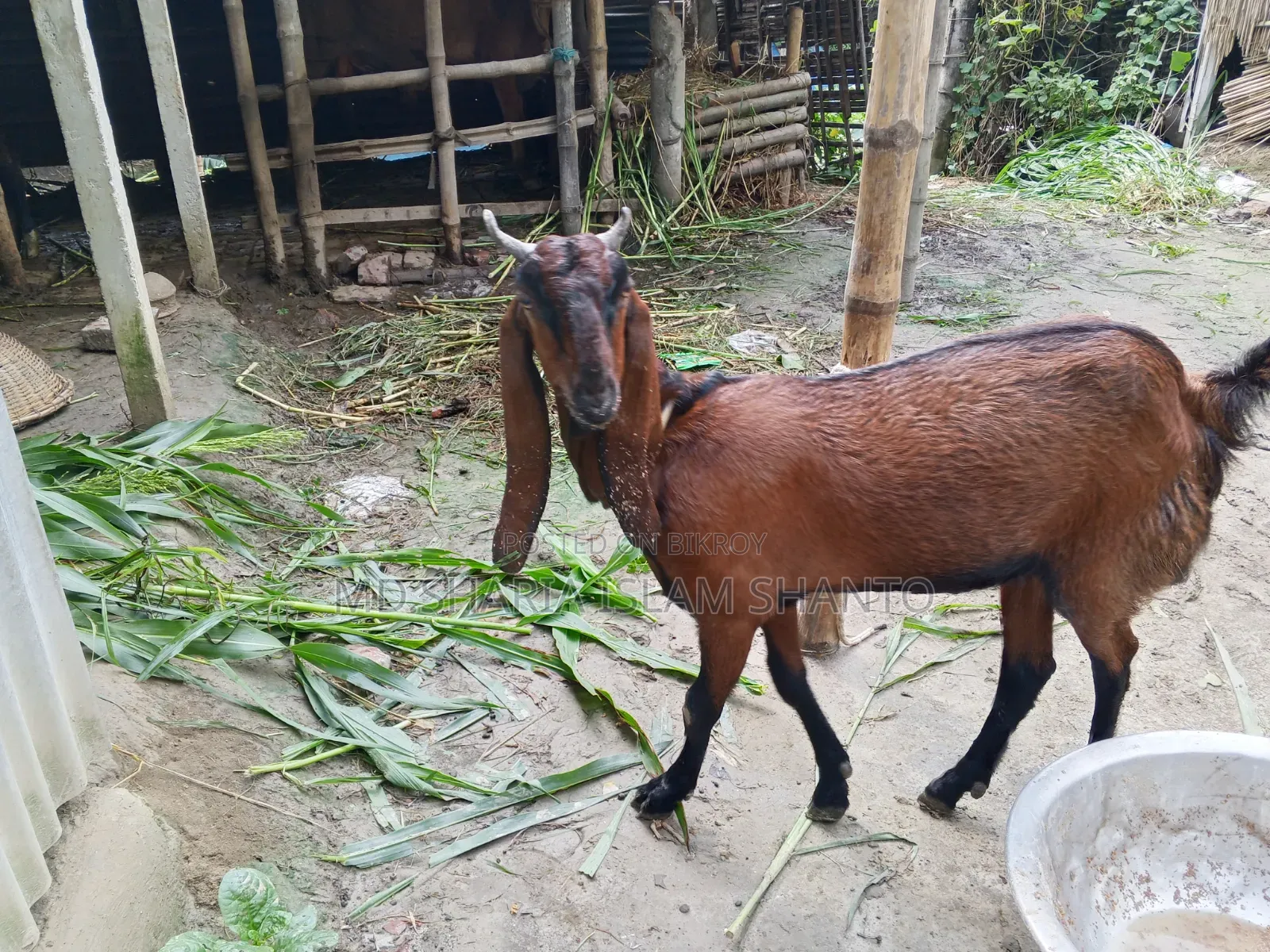 রাম মেয়ে ছাগল বিক্রয়