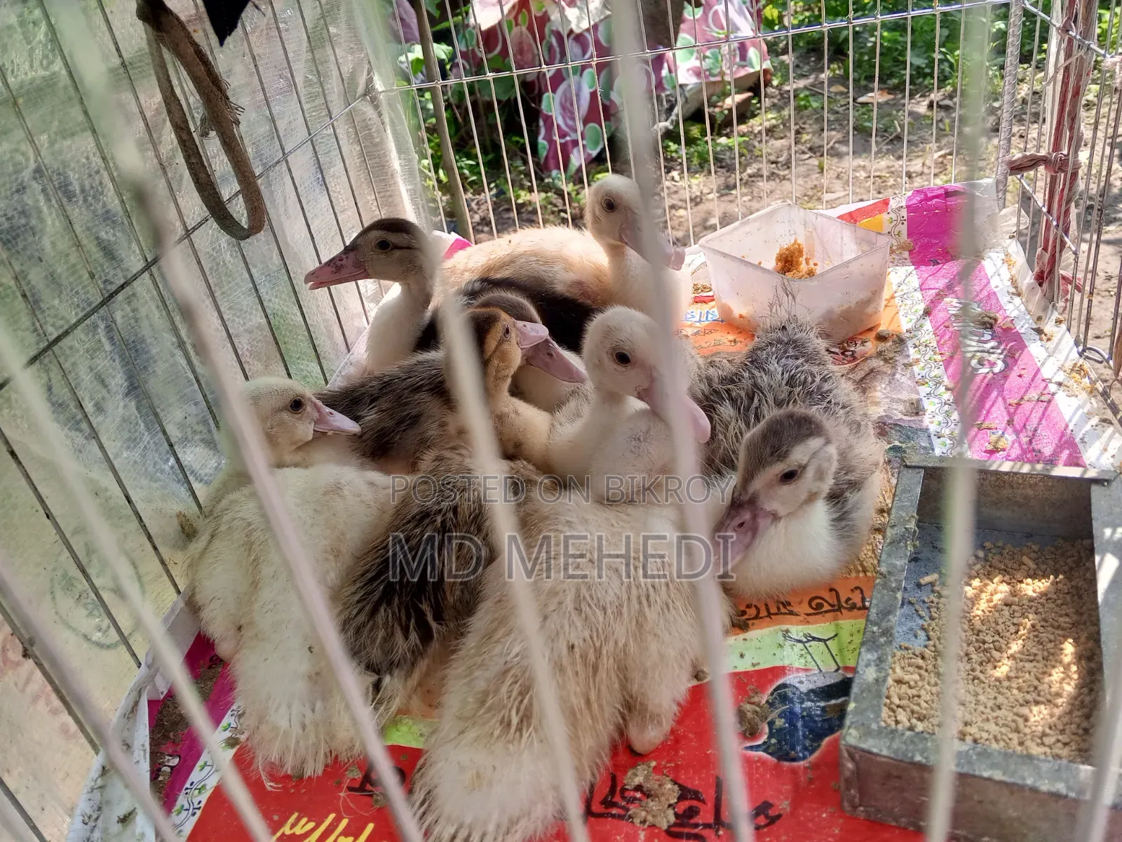 25-day-old Chinese ducklings