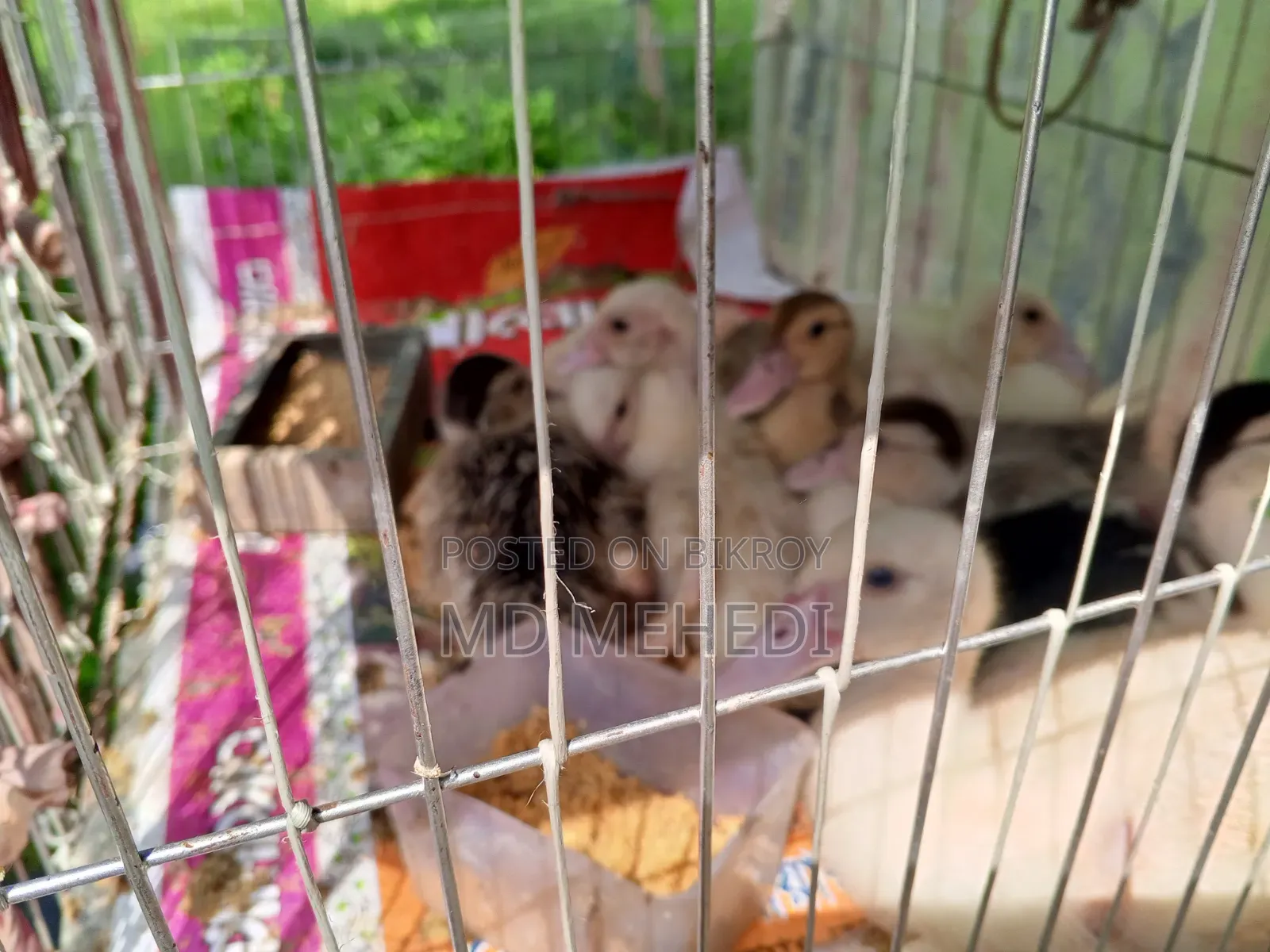25-day-old Chinese ducklings