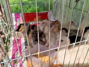 25-day-old Chinese ducklings