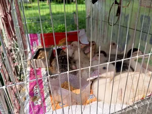 25-day-old Chinese ducklings