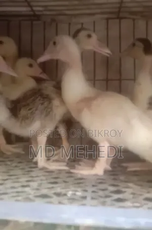 25-day-old Chinese ducklings