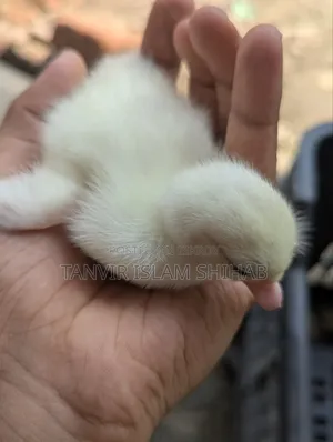 চিনা হাস ১১ দিন বয়সি