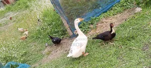 The Swan Selling Post