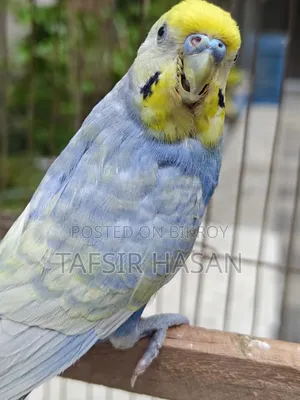 রানিং রেইনবো মেল, টপ কোয়ালিটি