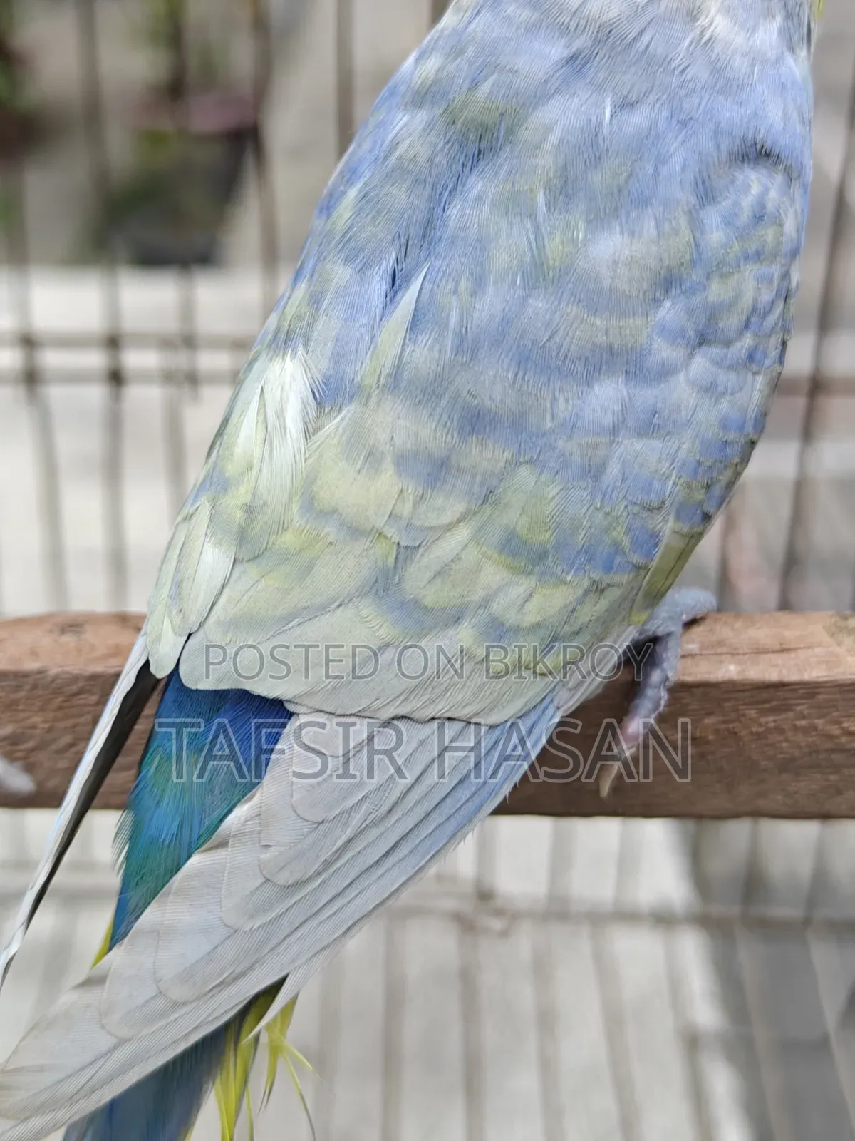 রানিং রেইনবো মেল, টপ কোয়ালিটি