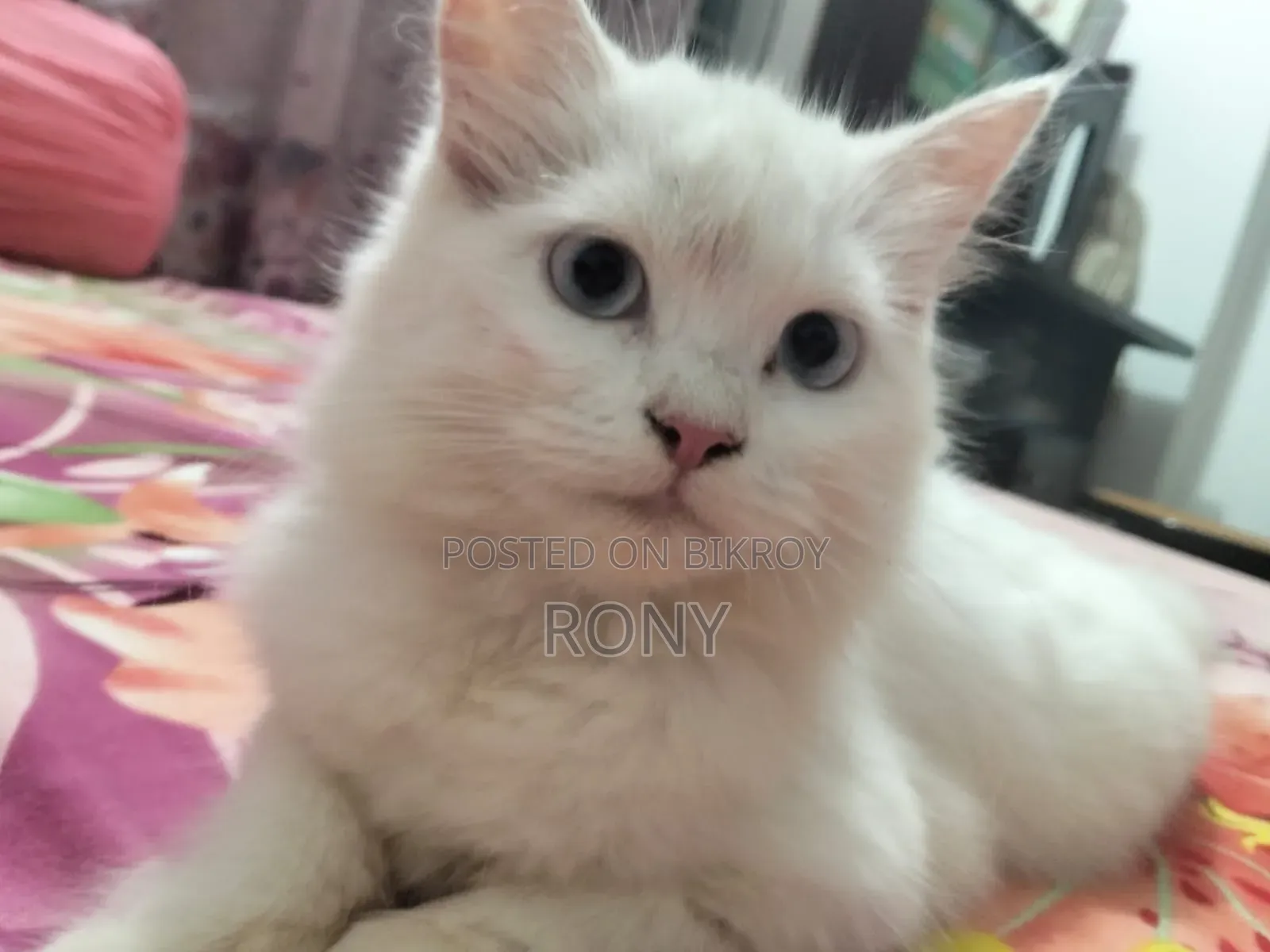 1-3 Months Female Purebred Persian Kitten