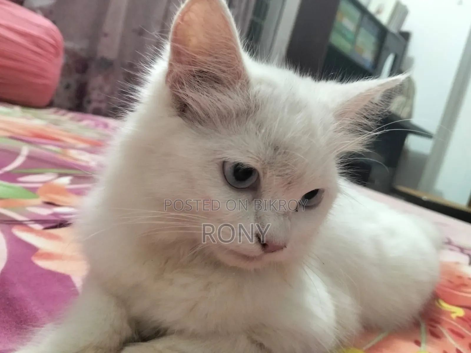1-3 Months Female Purebred Persian Kitten
