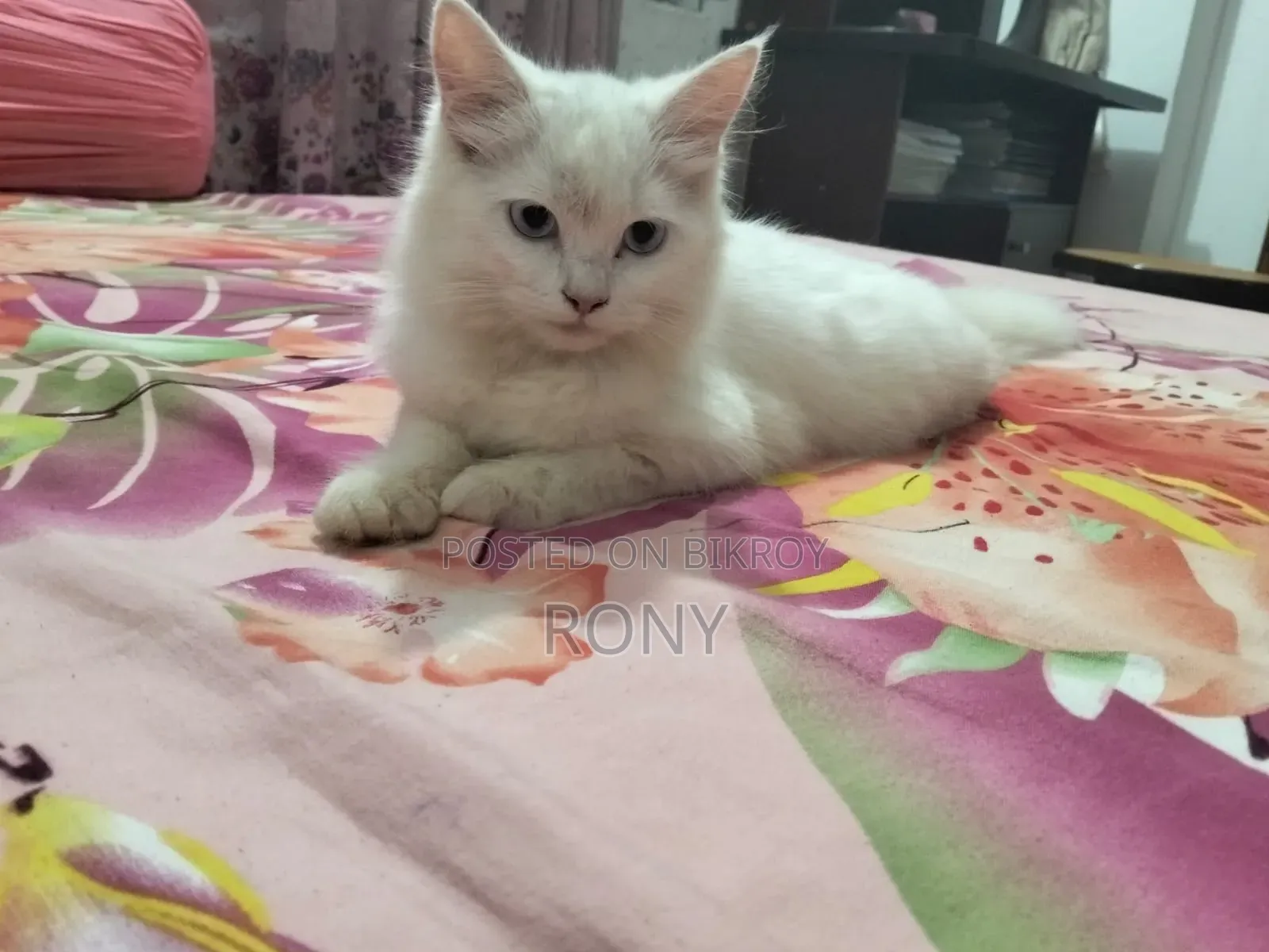 1-3 Months Female Purebred Persian Kitten