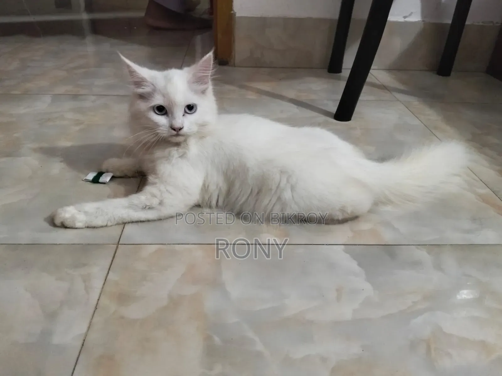 1-3 Months Female Purebred Persian Kitten