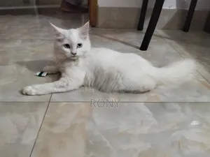1-3 Months Female Purebred Persian Kitten
