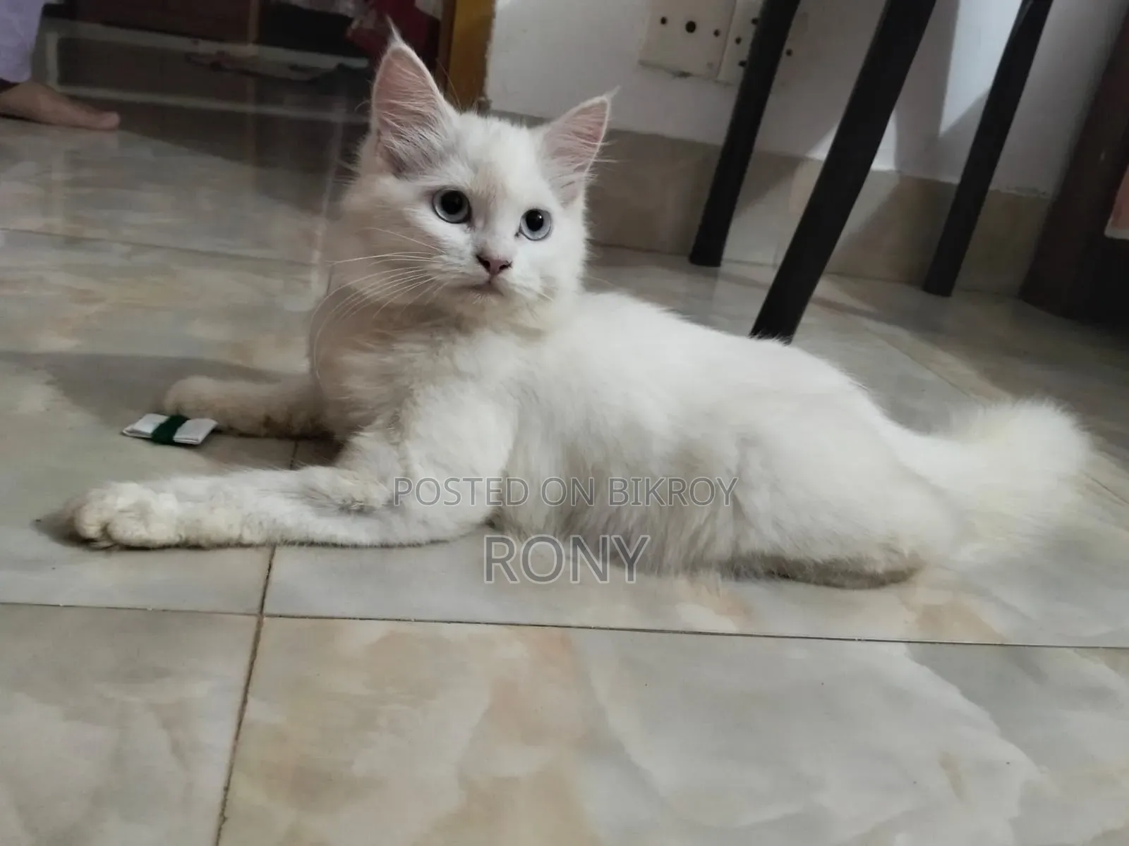 1-3 Months Female Purebred Persian Kitten