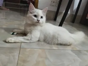 1-3 Months Female Purebred Persian Kitten