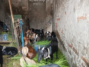 আকিকার খাসি