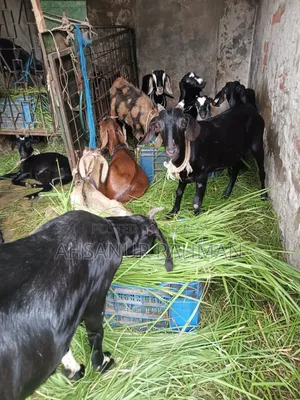 Goat for Aqiqah