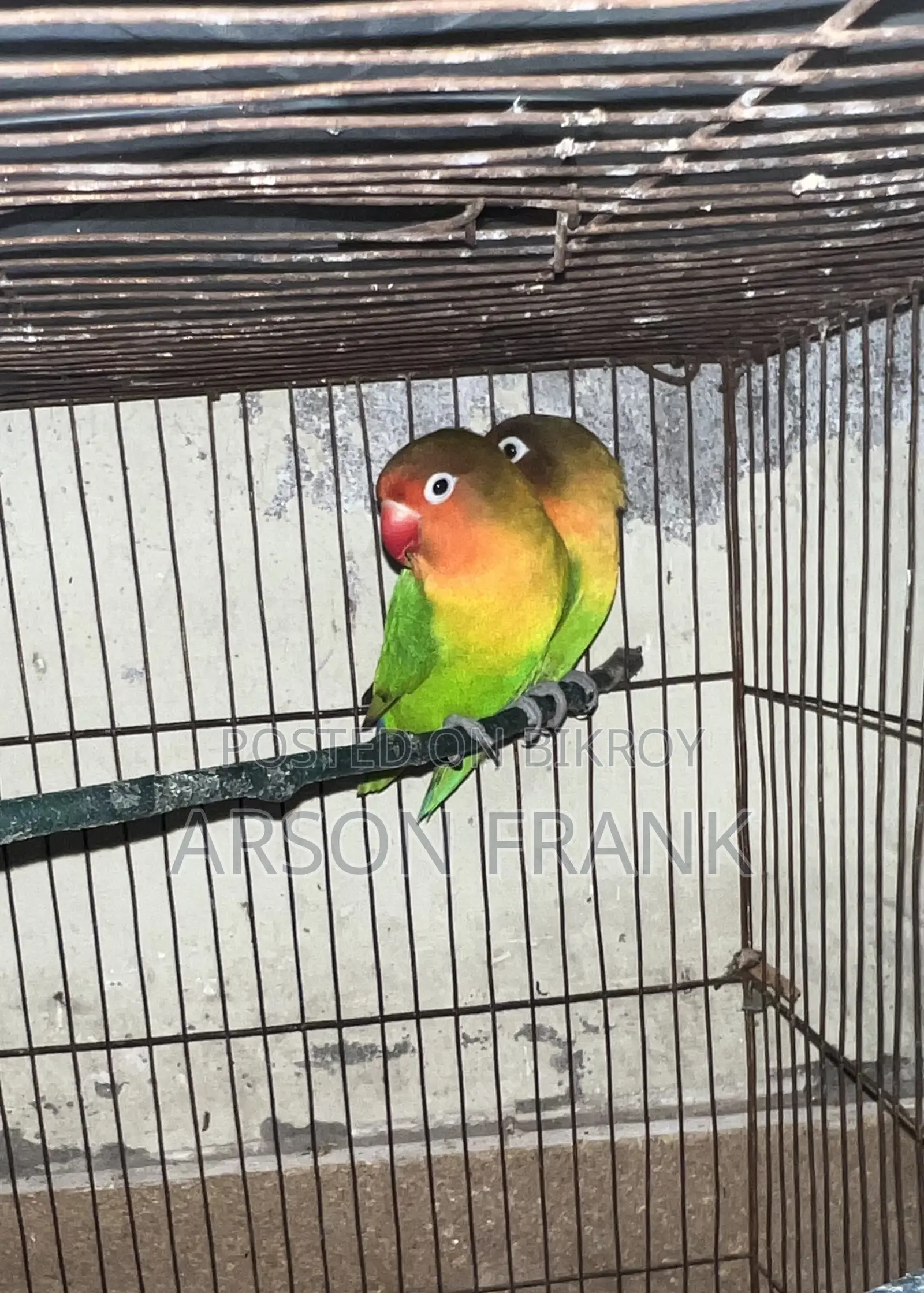 Love Bird