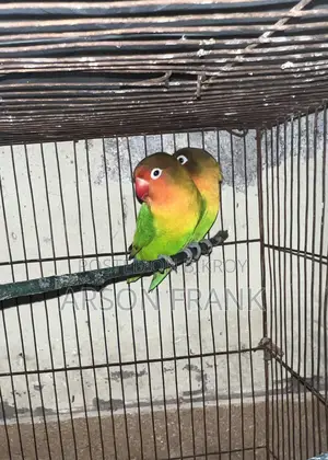 Love Bird