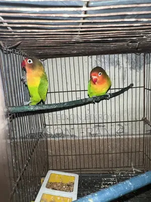 Love Bird