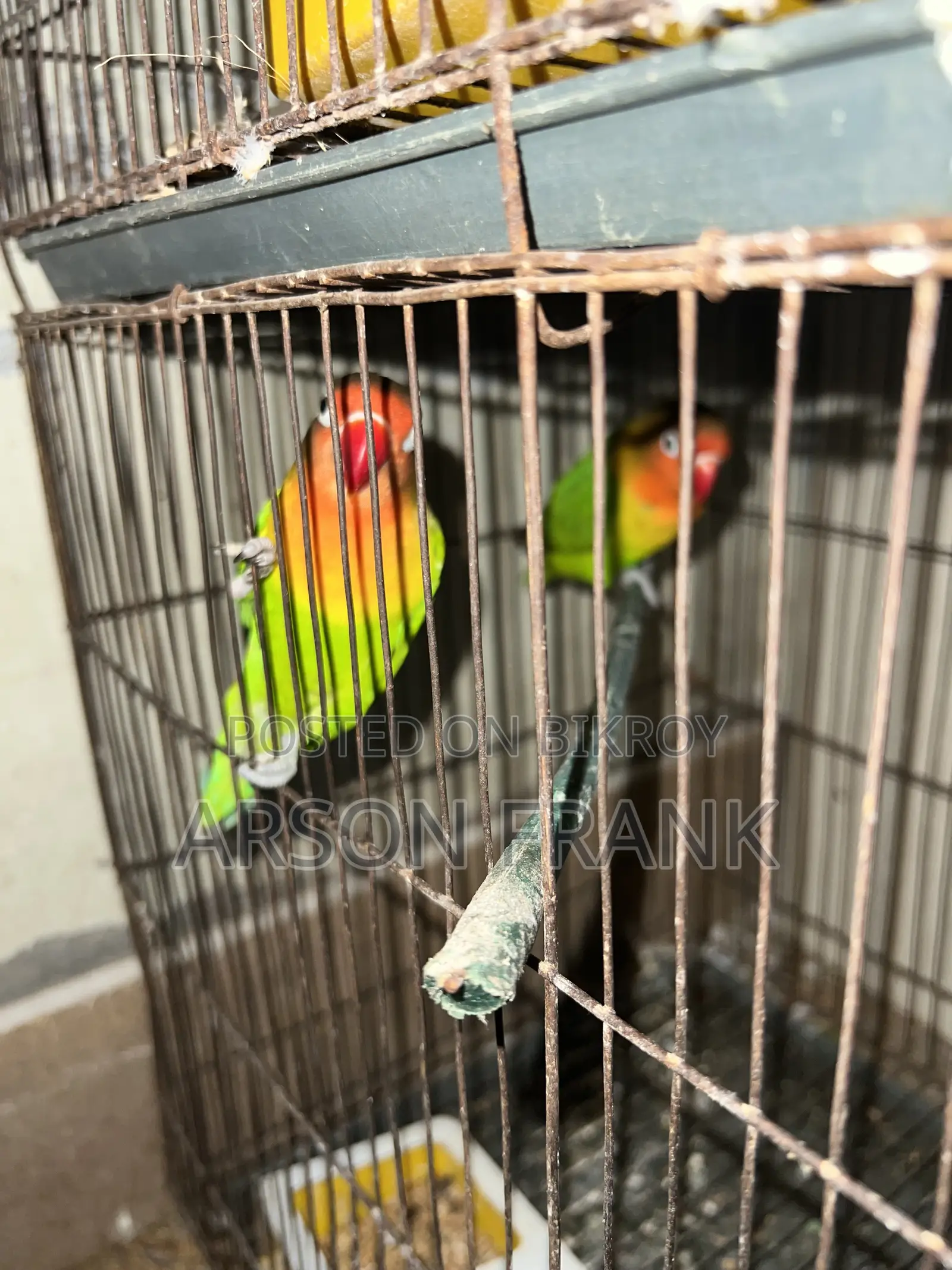 Love Bird